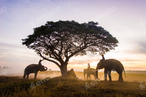 Preview: Elephants at sunrise in Thailand