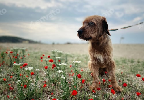 Preview: Cute beige dog in the nature