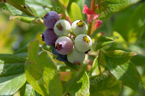 Preview: colorful unripe green, blue, purple blueberries on a branch, summer harvest