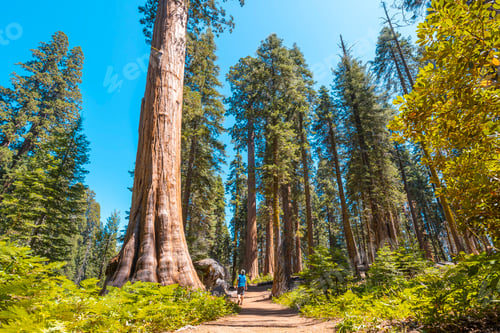 Preview: 09 sequoia 0054