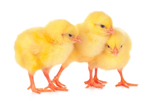 Preview: Group of chickens isolated on a white background