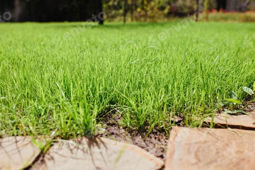 Preview: beautiful young lawn, excellent grass background