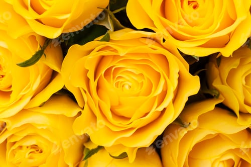 Preview: Yellow roses background