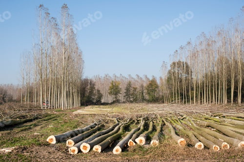 Preview: Cutting a forest of poplars.