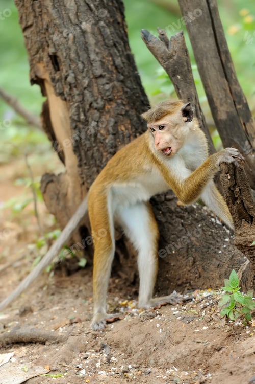 Preview: Monkey in the living nature