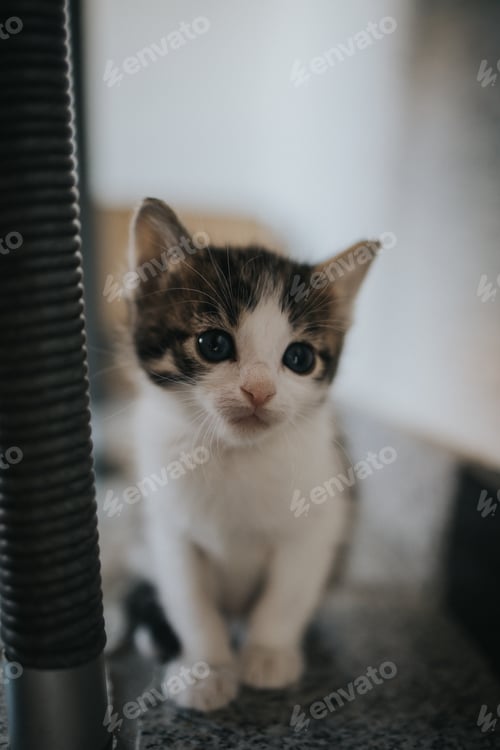 Preview: Vertical closeup shot of a cute striped kitten with bright eyes