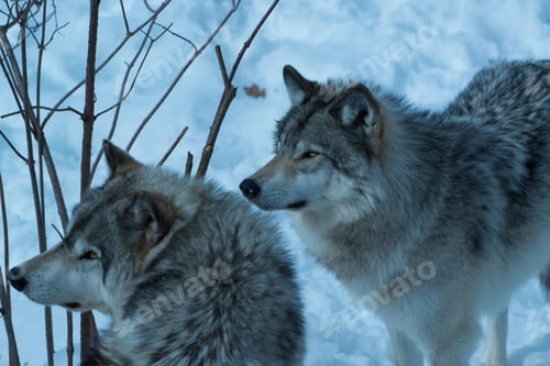 Preview: wolf, pack, togetherness, group, wilderness