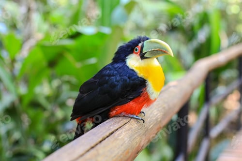 Preview: Toucan