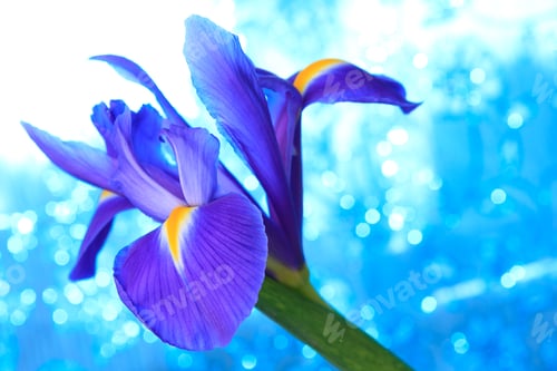 Preview: Beautiful blue iris flowers background