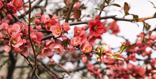 Preview: Beautiful flowering pink Japanese quince tree. Close up, copy space background.