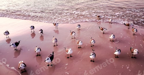 Preview: Seagulls waiting on beach for their morning breakfast...