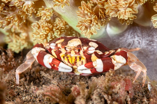 Preview: Colorful Crab amongst Coral in Ocean