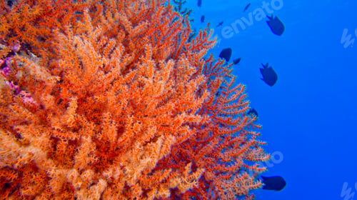 Preview: Multi-branched Coral Trees, Bunaken National Marine Park