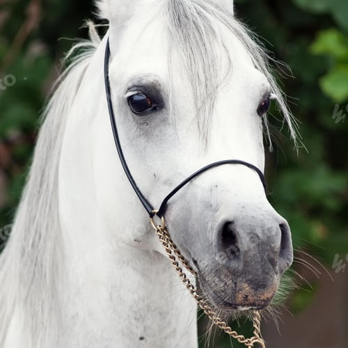 Preview: arabian, horse, mare, stallion, riding