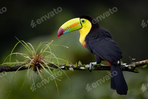 Preview: Keel-billed Toucan in Costa Rica