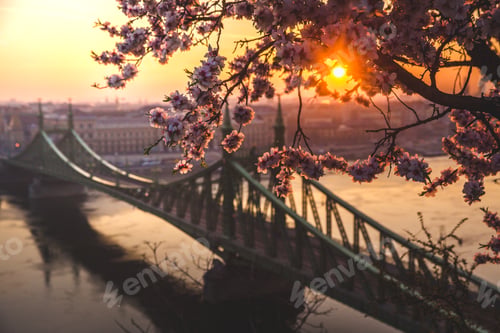 Preview: Beautiful Liberty Bridge at sunrise with cherry blossom in Budapest, Hungary. Spring has arrived to