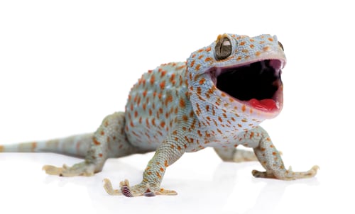 Preview: Tokay gecko - Gekko gecko