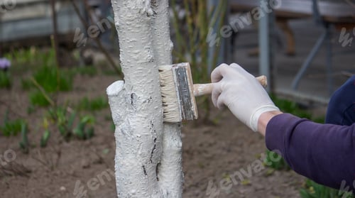 Preview: a male farmer covers a tree trunk with protective white paint against pests.