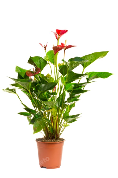 Preview: Houseplant.