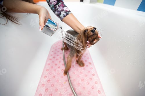 Preview: Yorkshire Terrier in the bathroom in the beauty salon for dogs. Care for yorkshire terriers close-up