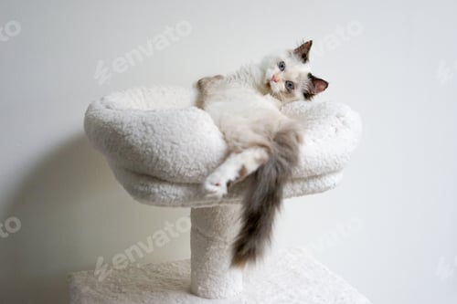 Preview: Kitten resting in her scratching tree .