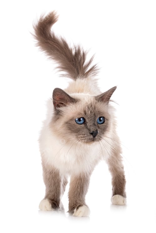 Preview: birman cat in studio