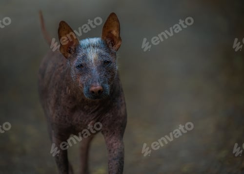 Preview: Mexican hairless dog walking down a trail with beautiful eyes