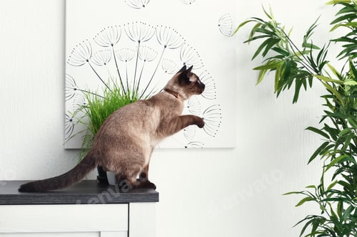Preview: Cute Funny Thai Cat At Home