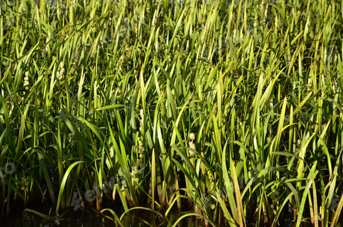 Preview: A lot of stems from green reeds. Unmatched reeds with long stems