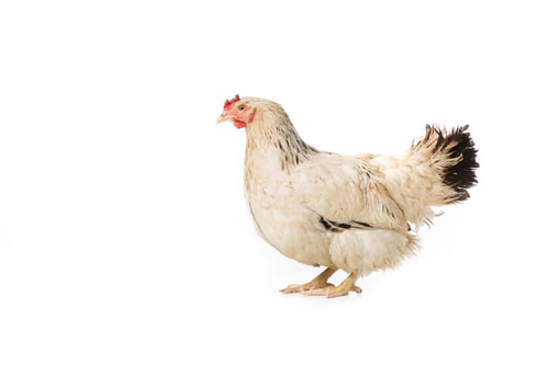 Preview: full length view of beautiful white hen standing isolated on white
