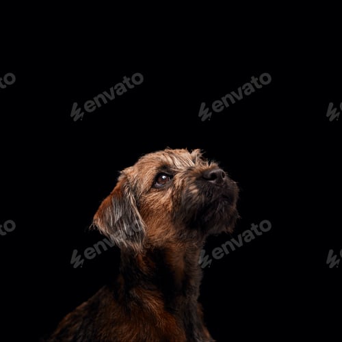 Preview: Close Up Studio Portrait Of Border Terrier Puppy Against Black Background