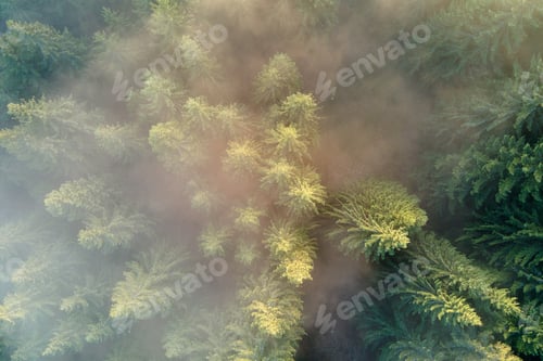 Preview: Beautiful scenery with light rays shining through foggy dark woods with evergreen trees