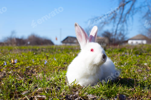 Preview: little white rabbit