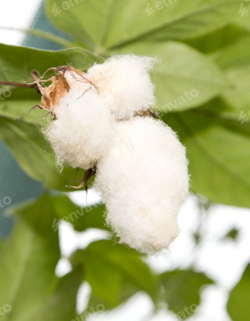 Preview: Vertical shot of cotton on a branch