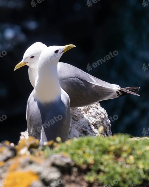 Preview: Close-up of two common kittiwakes on a grass patch in sunlight