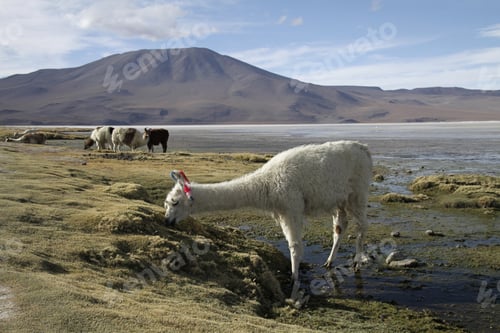 Preview: Wide angle shot of a llama grazing on a green field