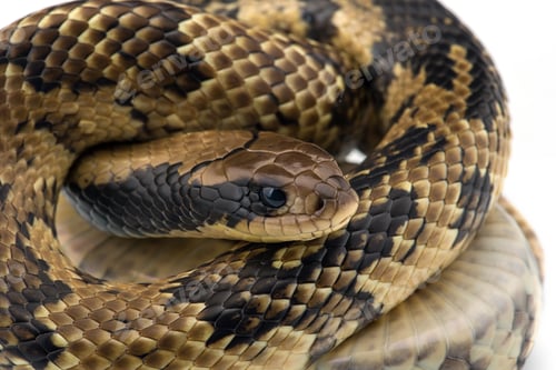 Preview: False water cobra isolated on white background