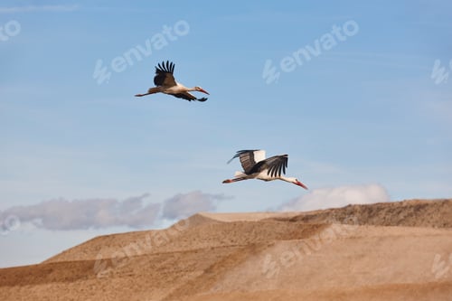 Preview: Storks flying under blue skies. Animal wildlife. Nature