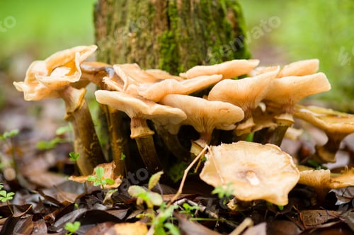 Preview: Brown mushrooms growing on a tree stump
