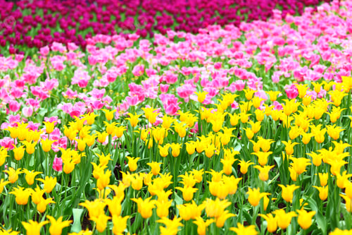 Preview: tulip flower