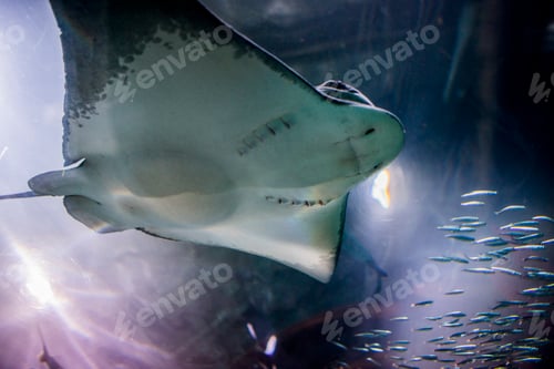 Preview: Stingray in San Francisco aquarium, California, USA