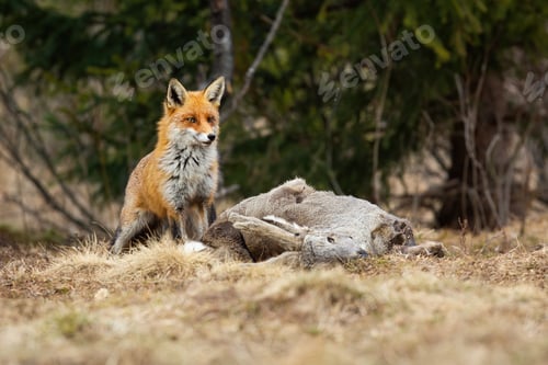 Preview: Shy red fox waiting near a kill of roe deer in winter nature