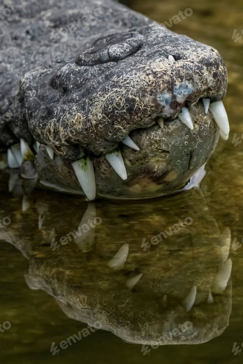 Preview: Crocodile's snout reflected in water