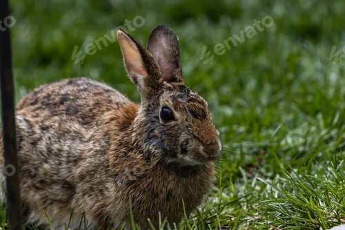 Preview: Selective focus shot of a cute brown rabbit on a grass-covered field