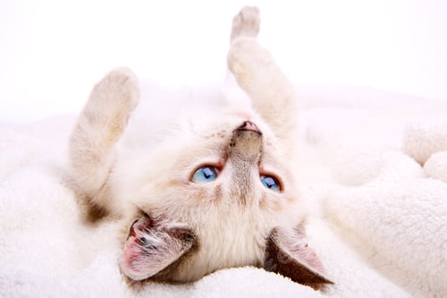Preview: Adorable Kitten Relaxing on a White Blanket