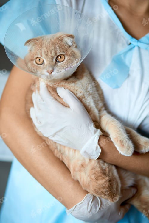 Preview: Female veterinarian doctor is holding on her hands a cat with plastic cone collar