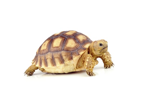 Preview: turtle on over white background