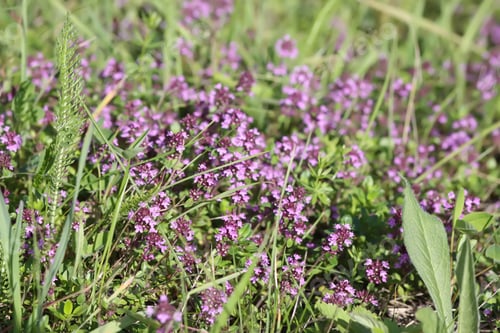 Preview: Thymus serpyllum, Breckland thymeopathy and culinary.