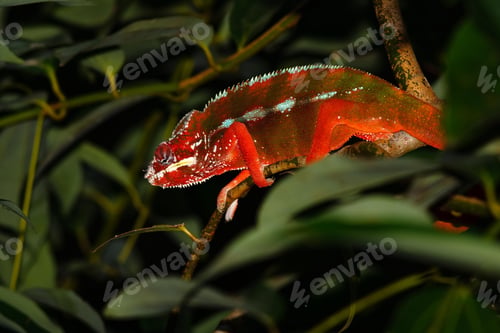 Preview: chameleon, reptile, pet, coloured, colours