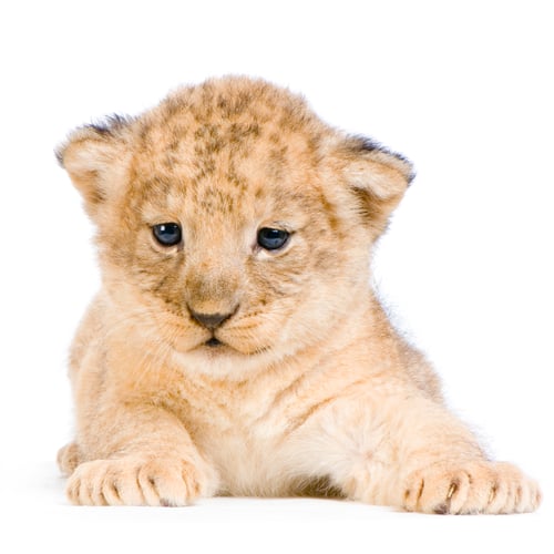 Preview: Lion Cub lying down